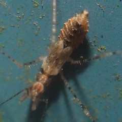 Empicoris errabundus