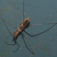 Empicoris errabundus