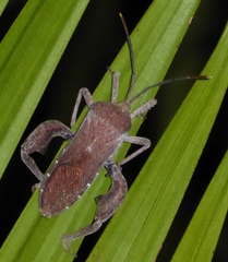 Anoplocnemis phasianus