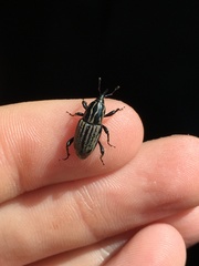 Sphenophorus australis