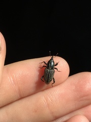 Sphenophorus australis