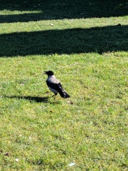 Corvus cornix