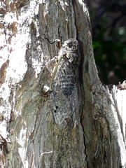 Amphipsalta cingulata