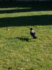 Corvus cornix