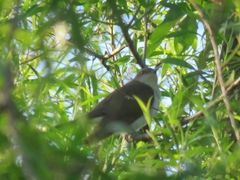 Coccyzus erythropthalmus