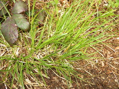 Carex remota