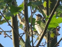 Coccyzus erythropthalmus