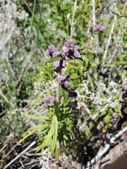 Trichostema