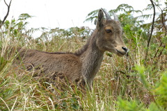 Nilgiritragus hylocrius