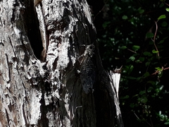 Amphipsalta cingulata