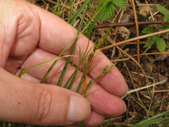 Carex remota