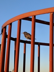 Sturnus vulgaris