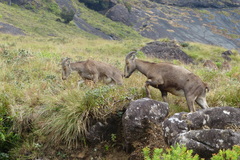 Nilgiritragus hylocrius