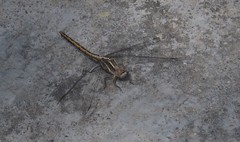 Orthetrum taeniolatum