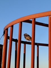 Sturnus vulgaris