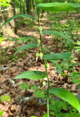 Polygonatum biflorum