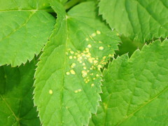 Puccinia aegopodii