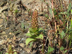 Orostachys malacophylla