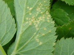 Puccinia aegopodii
