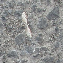 Eupithecia ravocostaliata