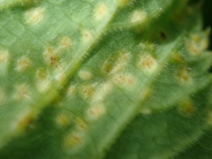 Puccinia aegopodii
