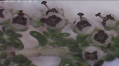Erica arenaria