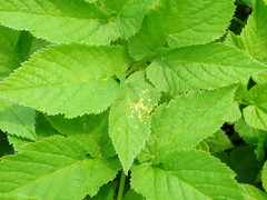 Puccinia aegopodii