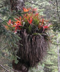 Tillandsia lautneri