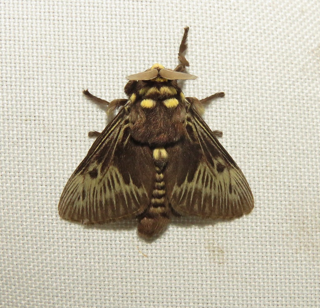 Megalopyge braulio