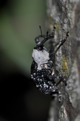 Eucryptorrhynchus brandti