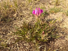 Oxytropis nuda
