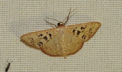 Idaea complexaria