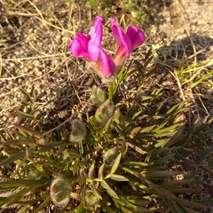 Oxytropis nuda