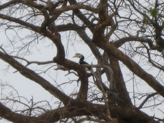 Anthracoceros coronatus