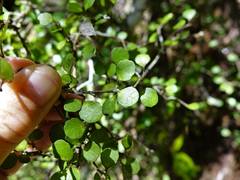 Melicytus micranthus