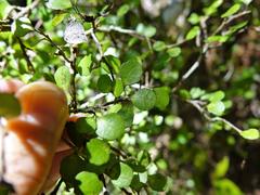 Melicytus micranthus