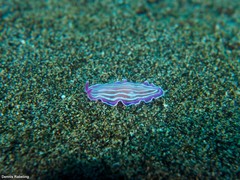 Prostheceraeus roseus