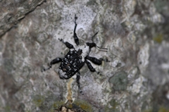 Eucryptorrhynchus brandti