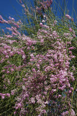 Carmichaelia glabrescens