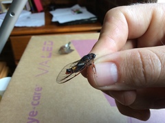 Yoyetta spectabilis