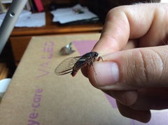 Yoyetta spectabilis