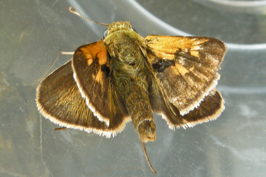 Tawny-edged Skipper