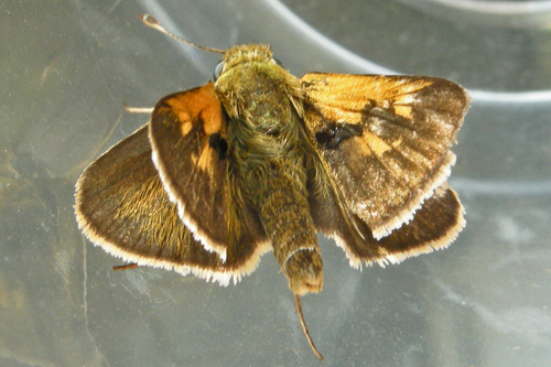 Tawny-edged Skipper