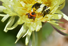 Oxythyrea funesta