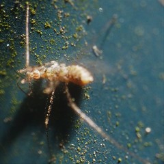 Empicoris errabundus