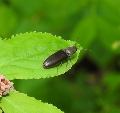 Athous haemorrhoidalis
