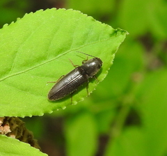 Athous haemorrhoidalis