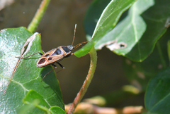 Xanthochilus