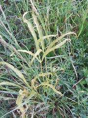 Puccinia sii-falcariae