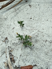 Crotalaria avonensis